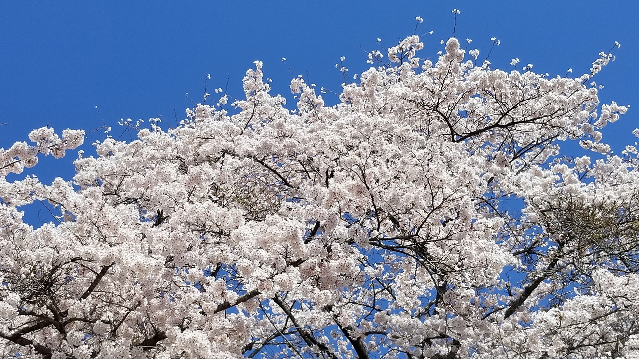 常陸大宮市の桜