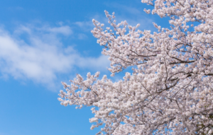 撮影日記　東京都内で桜等の撮影をしてきました
