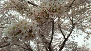 撮影日記　茨城県阿見町へ撮影に行ってきました