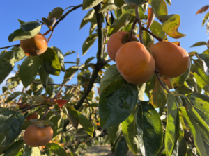 撮影日記　岐阜県と愛知県名古屋市に動画の撮影にいってきました